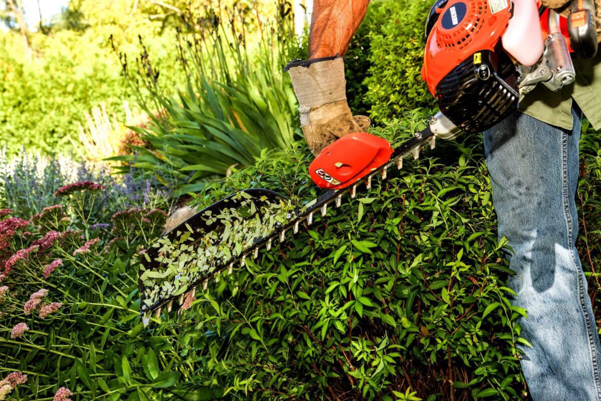 A person uses a red gas-powered hedge trimmer to trim a lush green hedge in a garden. They're wearing jeans and a glove, surrounded by various plants and flowers.