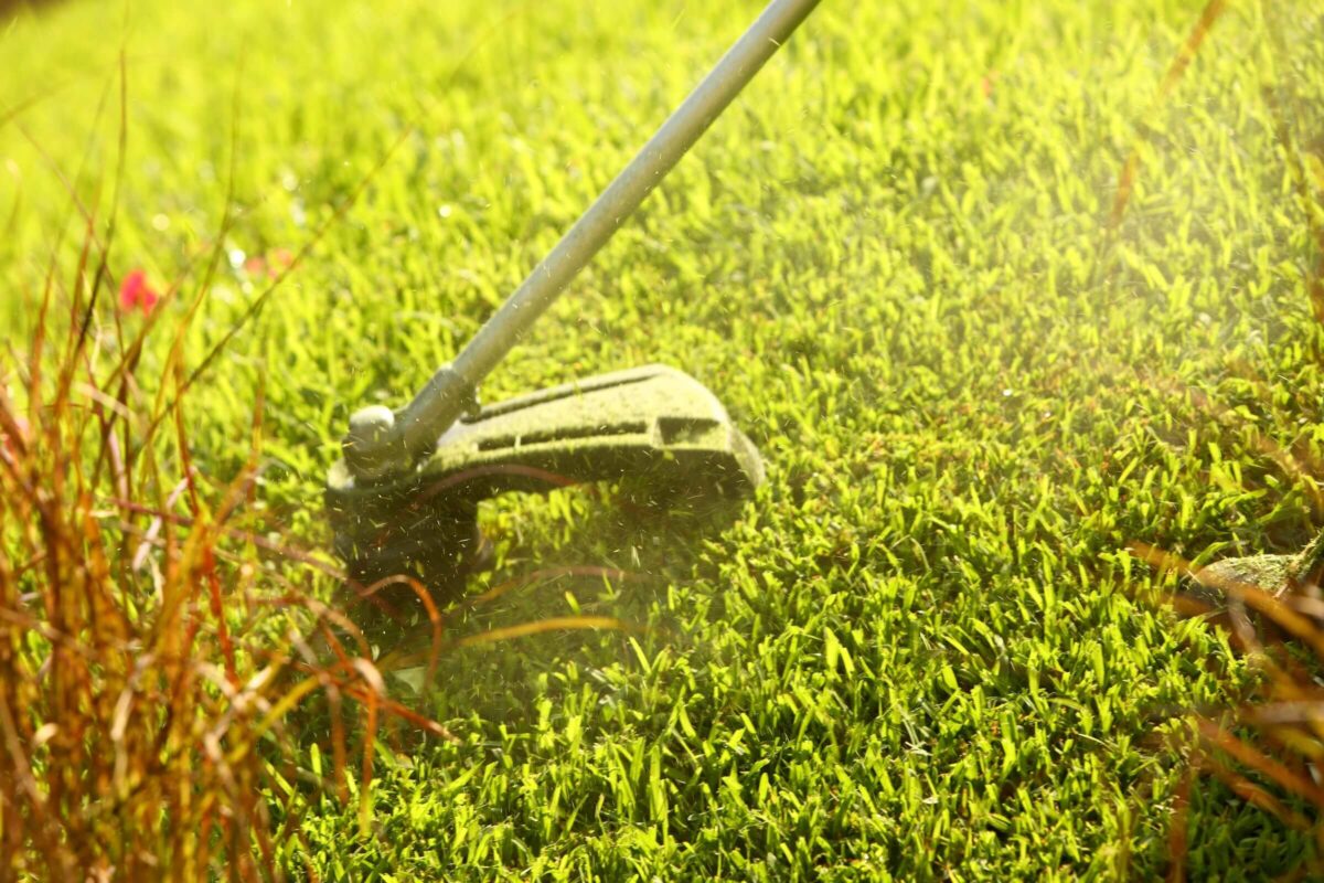 A string trimmer cuts grass in a sunny garden, with green grass and some clippings visible.