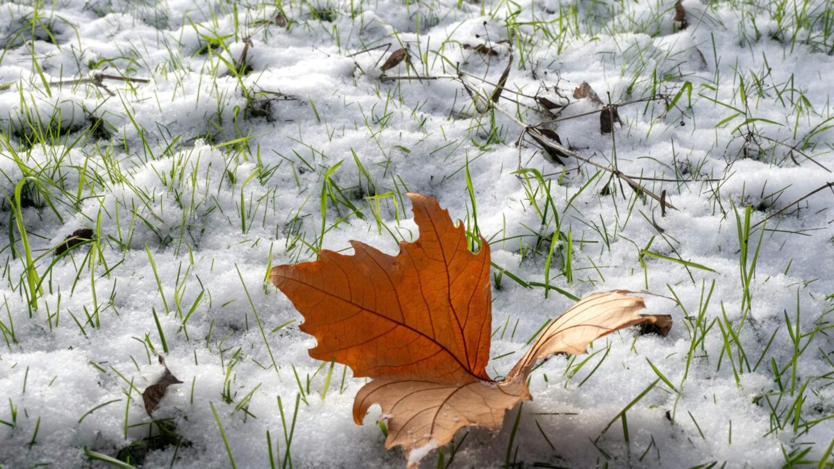 grass peeking out over the snow