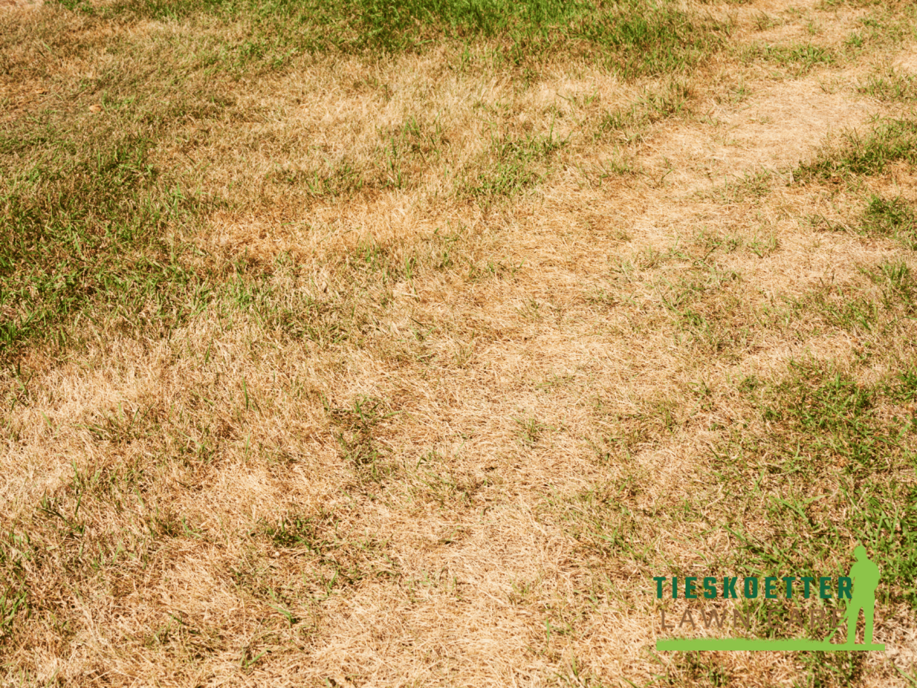 a lawn looking very rough with dead grass