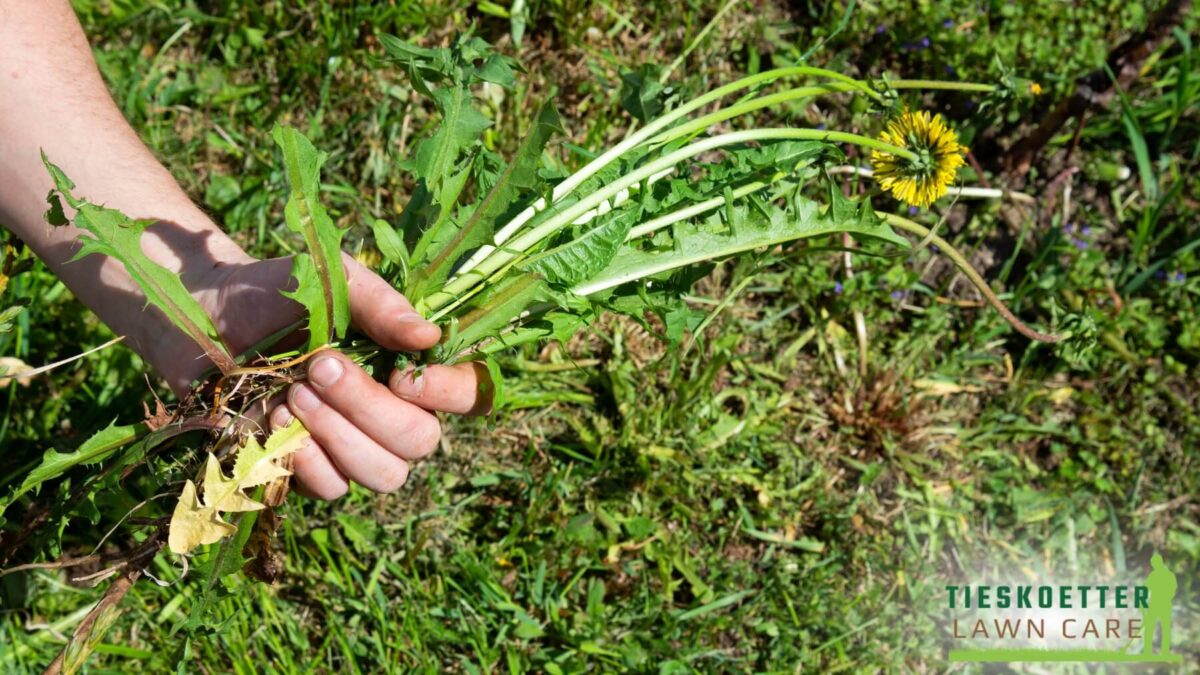 image of weeds in a lawn